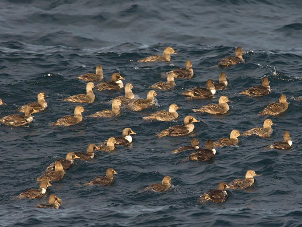 Kyhmyhaahka, King Eider, Somateria spectabilis